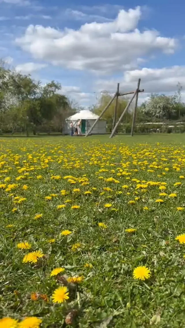 Yurt in a field of dandelions under a blue sky